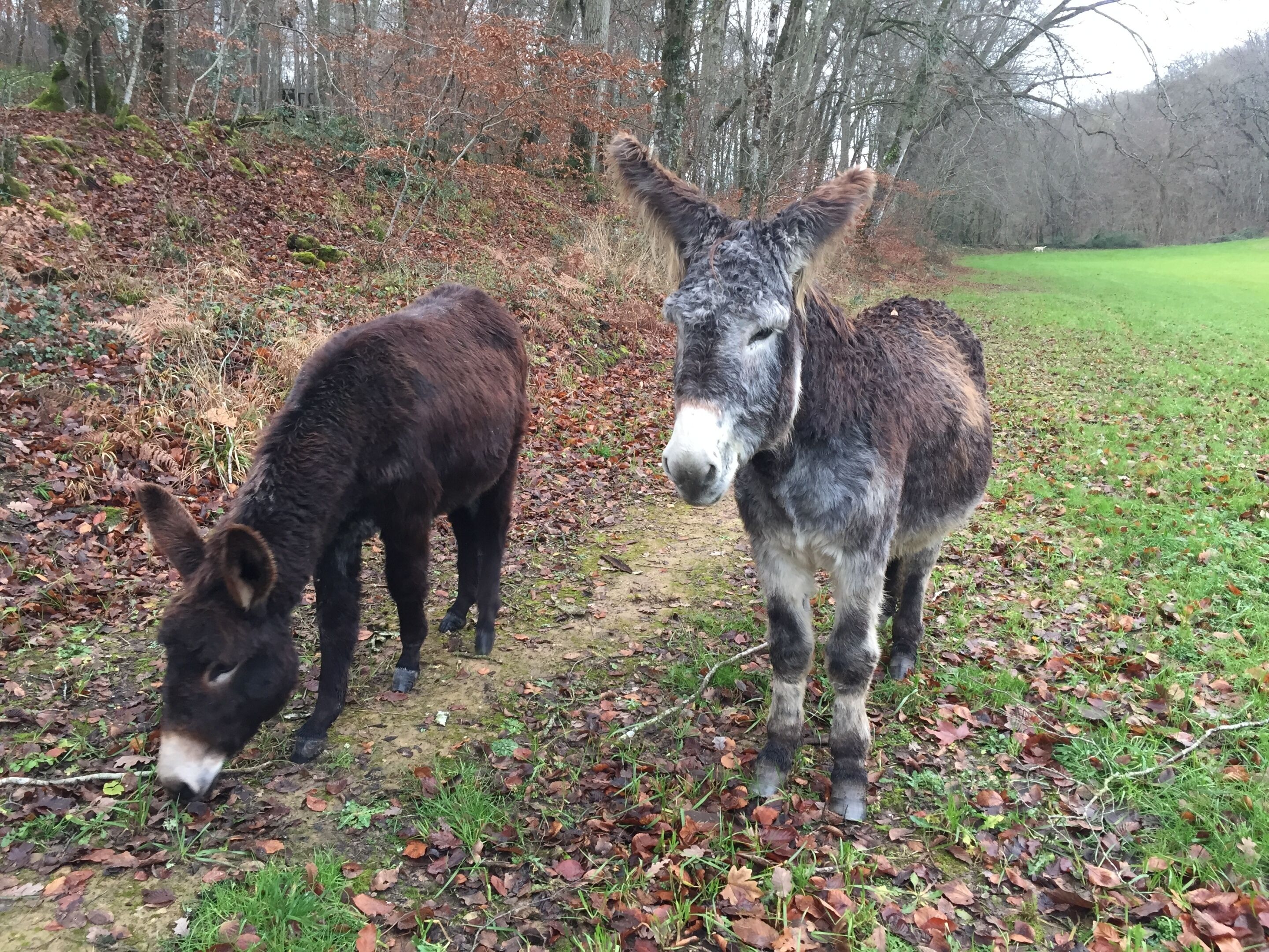 Deux ânes paissent dans un champ herbeux, avec des arbres en arrière-plan.