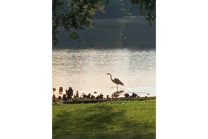Un lac avec un oiseau perché sur la rive.