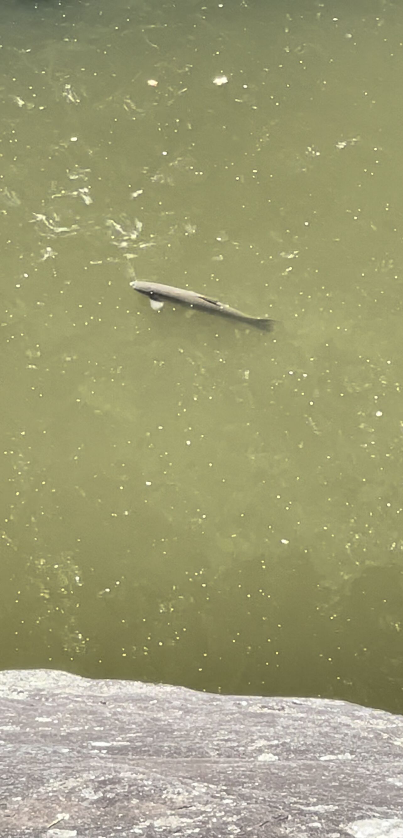 The elusive big fish in the lake a rare pic!!!
