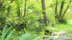 Escena serena de un bosque con un estanque tranquilo, rodeado de abundante vegetación y árboles.