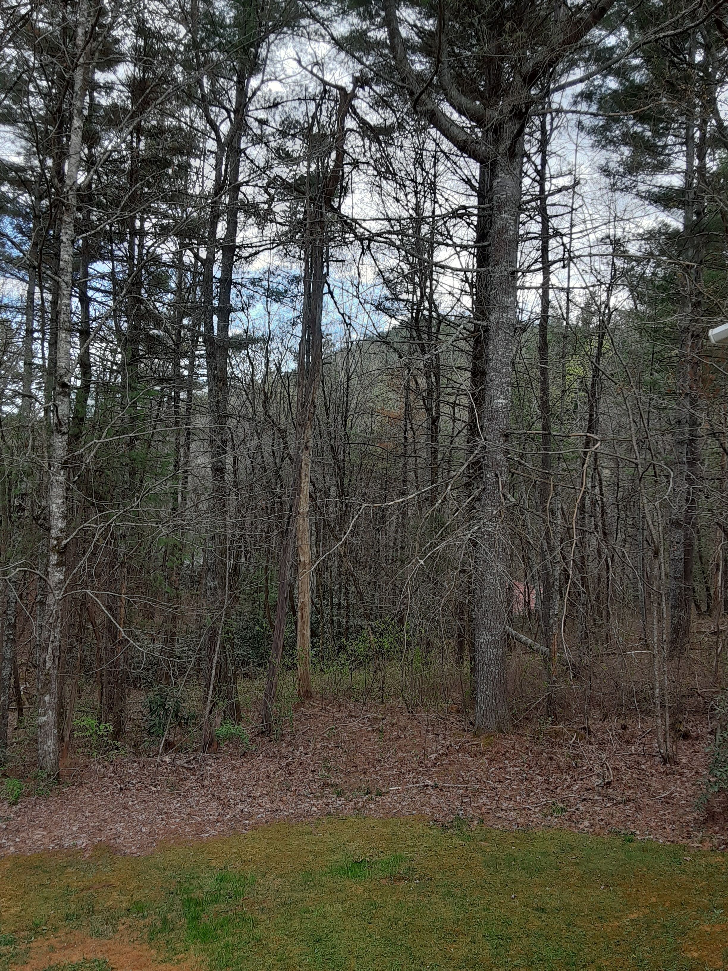 A dense forest with tall trees and a grassy clearing.