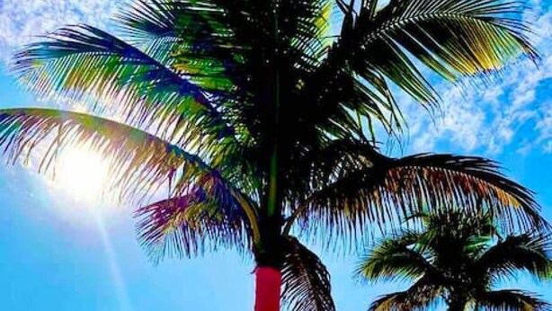Una platja amb palmeres vermelles i un cel serè.