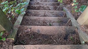 A wooden staircase surrounded by greenery. - Beautiful Ocean View & path to the beach (Newport)