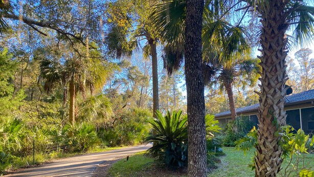 Un camí pavimentat que condueix a un edifici envoltat de vegetació exuberant i arbres alts.
