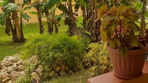 Un jardin avec des bananiers et une plante en pot sur un balcon.