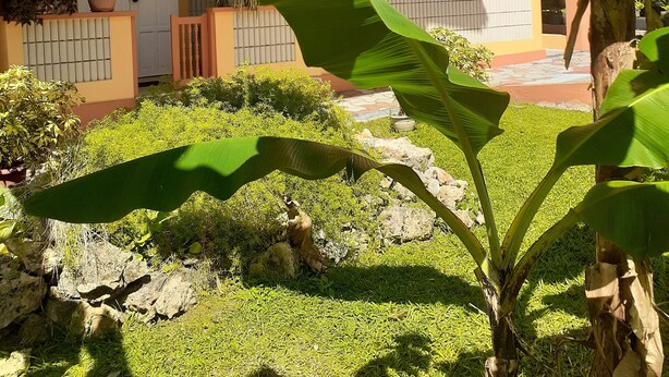 Une maison avec un porche à l’avant, une plante en pot et un petit jardin.