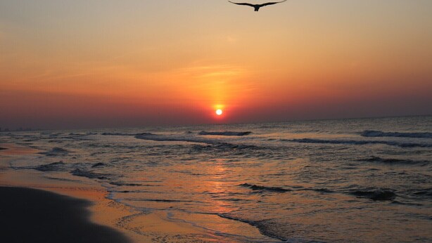 A sunset over the ocean with waves and a bird flying.