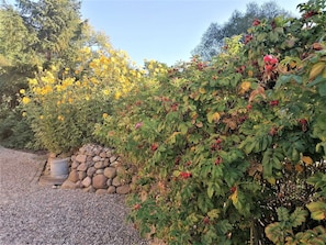A garden with various plants and a stone wall.