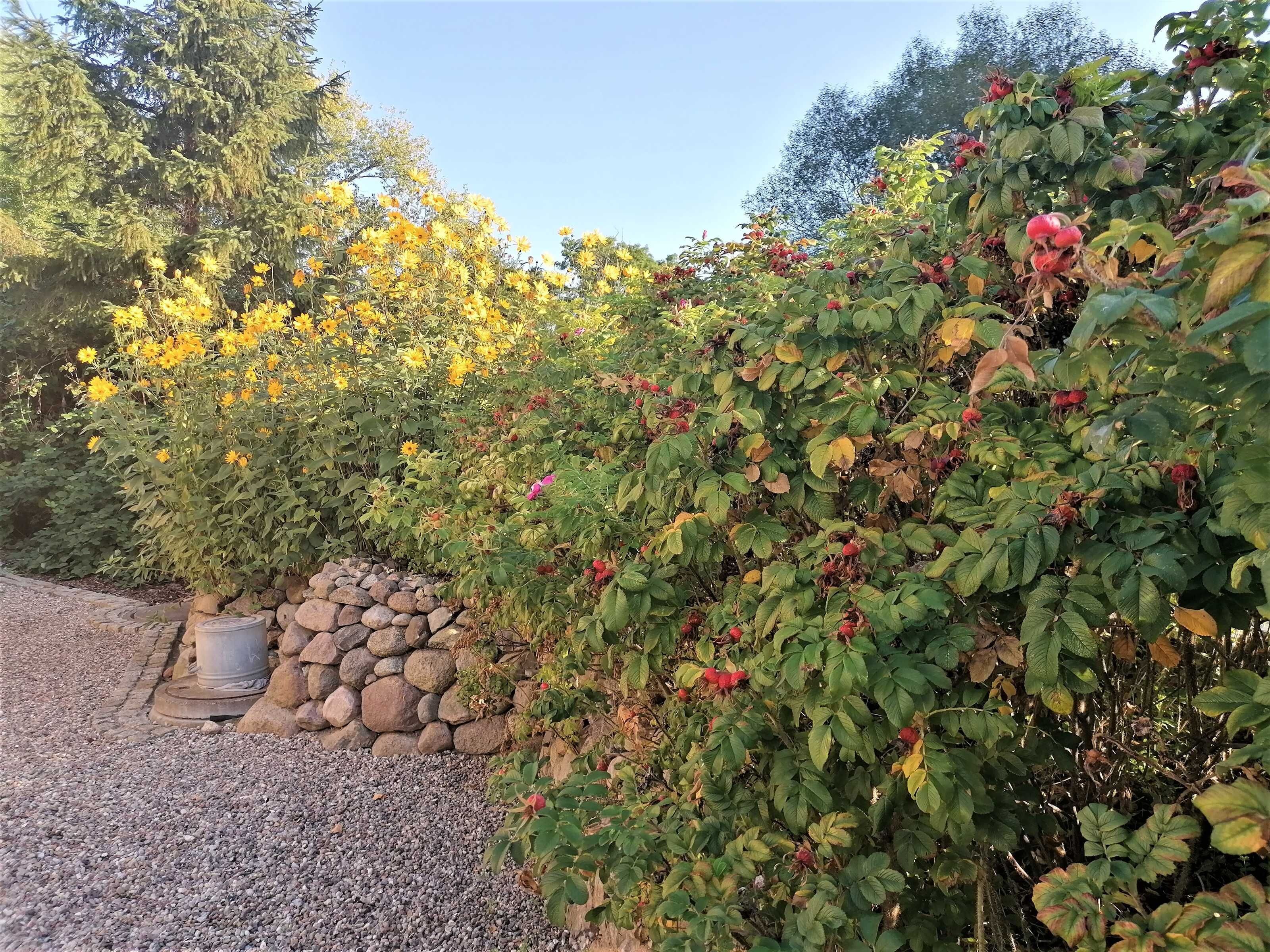 A garden with various plants and a stone wall.