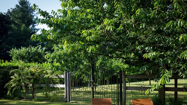 Een rustige buitenruimte met twee houten lounge fauteuils onder een grote boom, omgeven door weelderige begroeiing en een houten omheining.