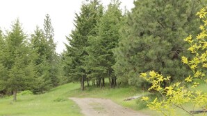 Un sentier de terre serpente à travers une zone boisée, bordée de grands arbres à feuilles persistantes.
