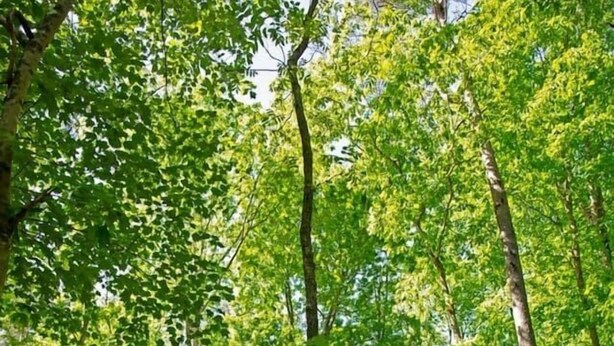 A cabin with a wooden deck and a balcony, surrounded by dense forest. - Riverfront Home I Kayak & Fishing I 6 mins Mentone (Mentone)
