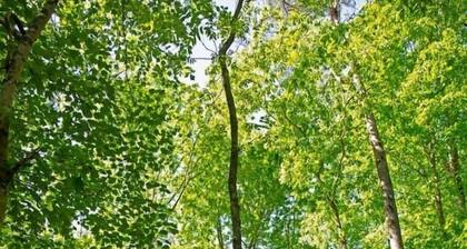 Riverfront Home I Kayak & Fishing I 6 mins Mentone