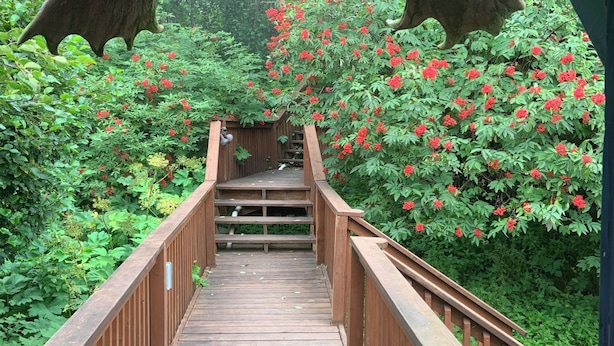 Un puente de madera con barandilla, rodeado de abundante follaje y flores rojas.