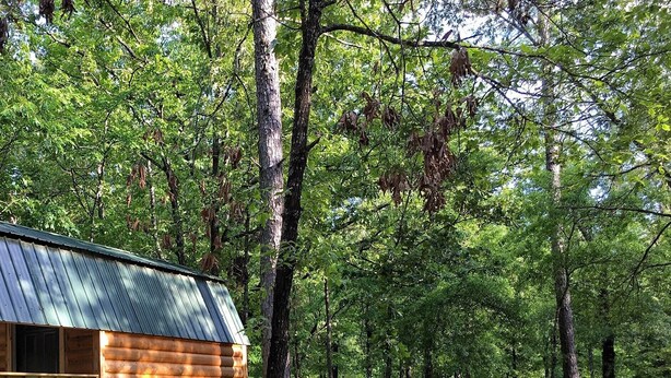 A log cabin with a metal roof, surrounded by a forested area with picnic tables and a playground.