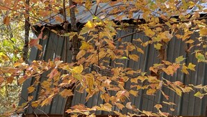 A log cabin with a wooden exterior and a metal roof.