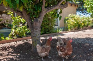 Property grounds - Villa Bruffalori (Scicli)