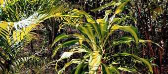 Cabana Completa em Arraial D'ajuda. Acomoda 2. Próxima às Praias Pitinga e Taipe