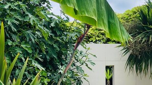 Un espace jardin agrémenté de grandes feuilles vertes, de fleurs d’hortensia blanches et d’un banc blanc.