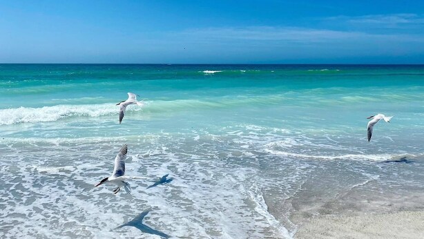 A beach with clear turquoise water and a few seagulls flying. - Sailfish Gulf Suites #1, Beachfront, Steps to the Sand (Holmes Beach)