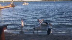 Une scène de plage avec trois pélicans sur le rivage, une jetée avec un bateau, et un phare en arrière-plan.