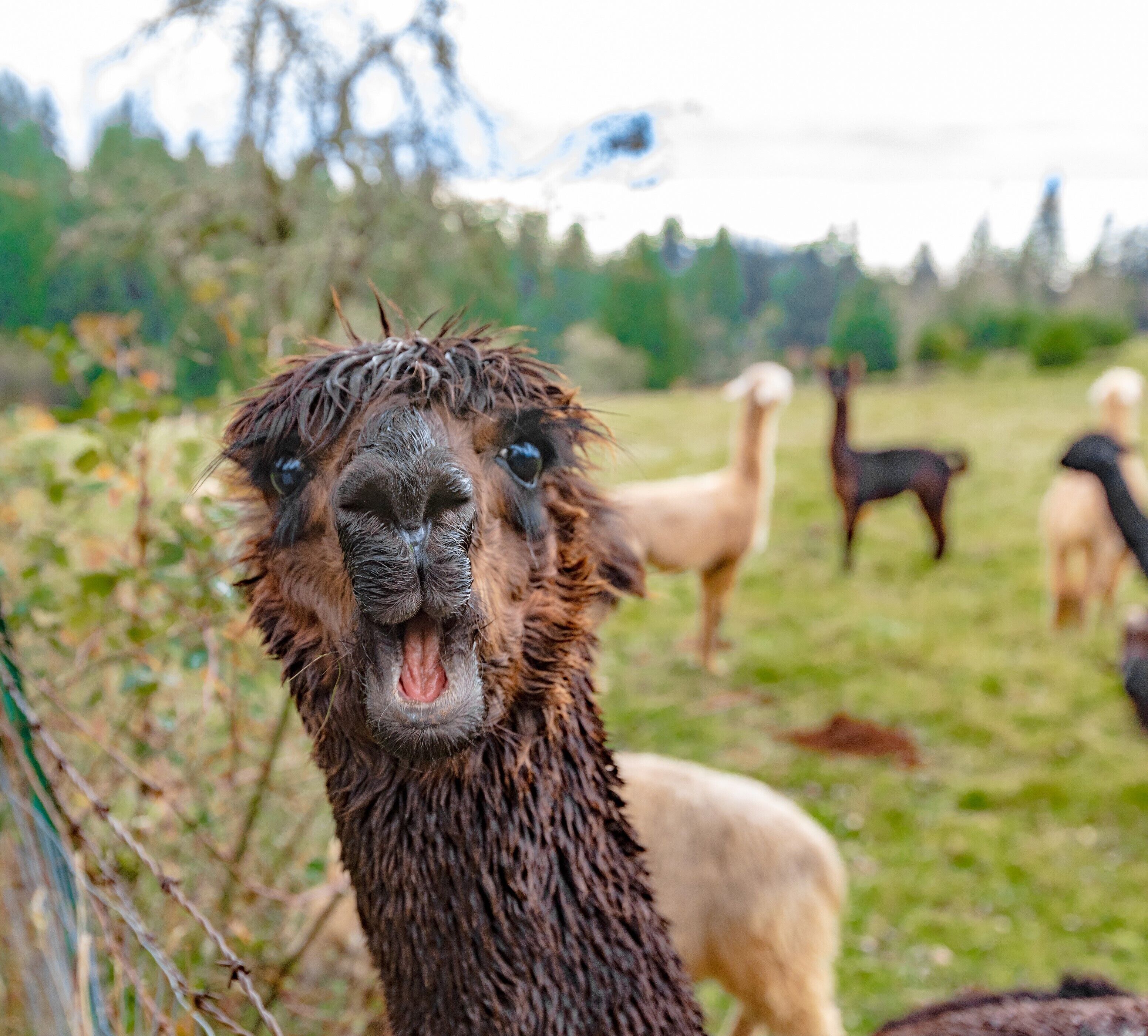 Little Creek Cottage-Alpaca Farm located in the Columbia River Gorge