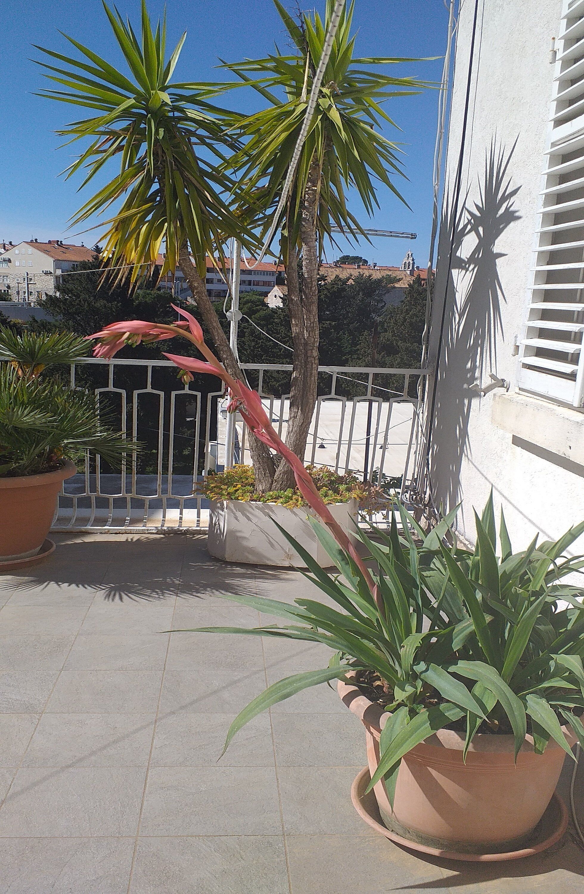 Un cortile con piante in vaso, una palma e un edificio bianco con un balcone.