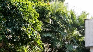 A garden with various plants and a stone wall. - Plavi Zal (Dubrovnik)