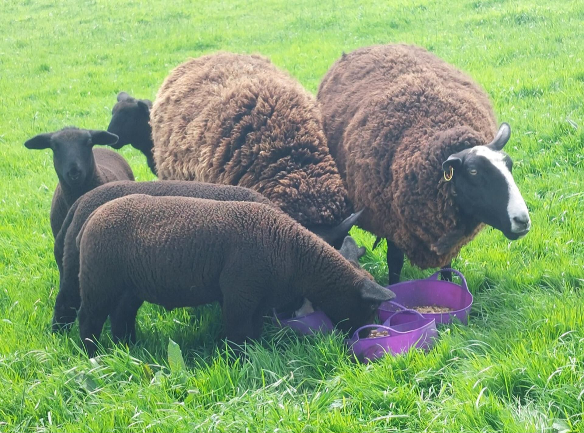 Eine Schafherde weidet auf einer grünen Wiese.