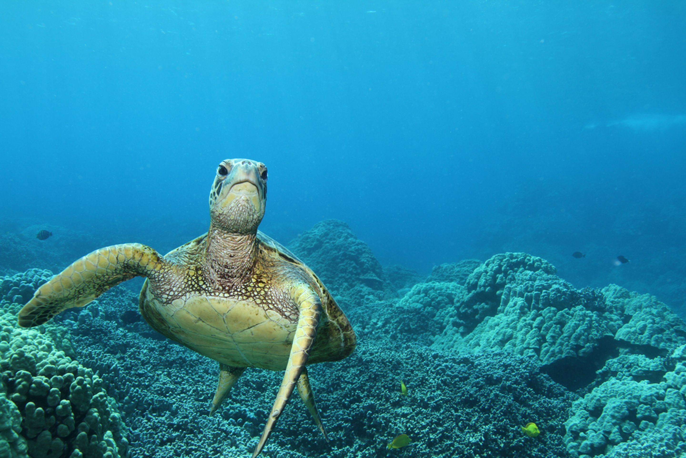 A sea turtle swimming near a coral reef.