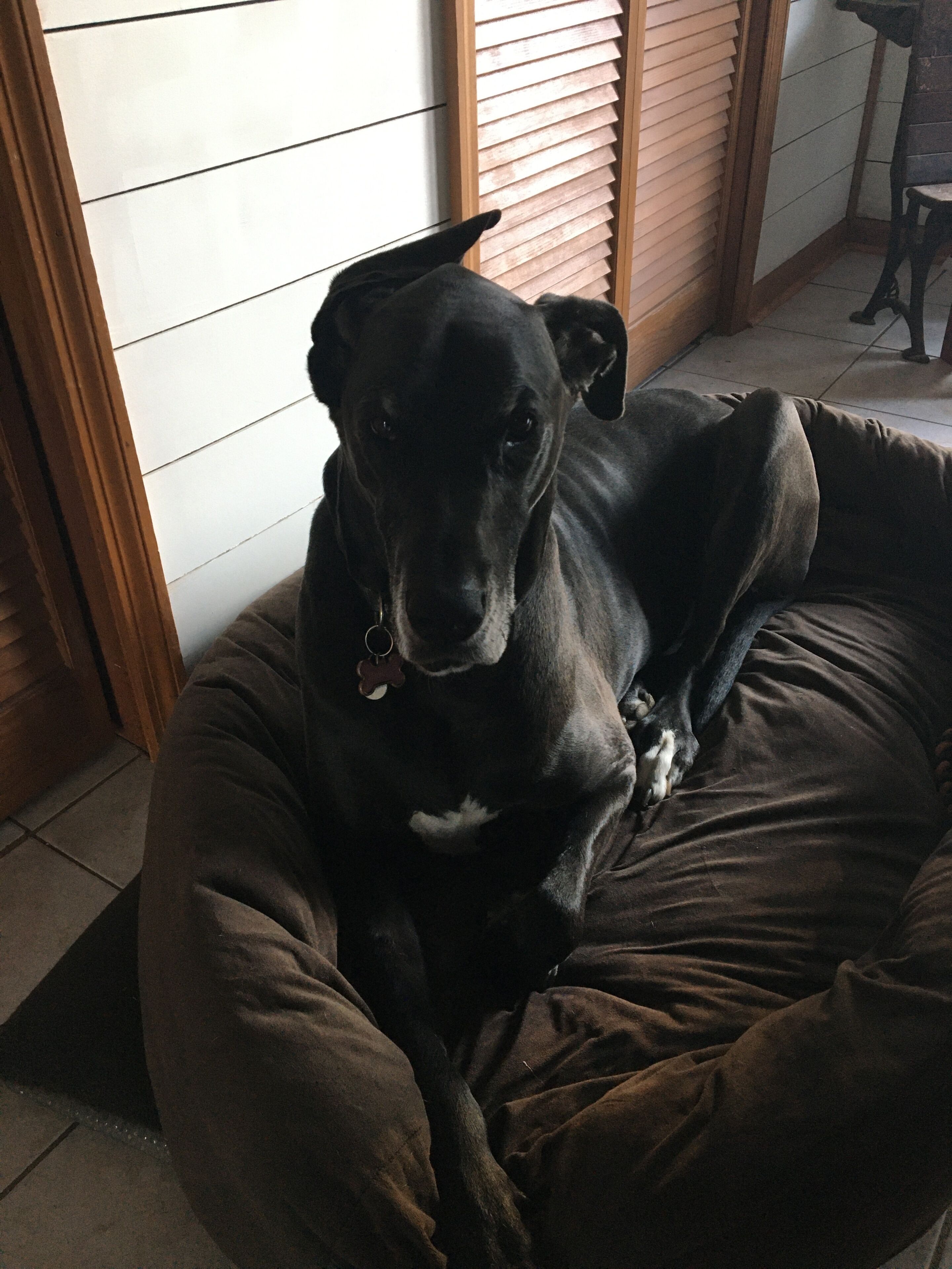 A black dog lying on a brown pet bed in a room with wooden blinds and a tiled floor.