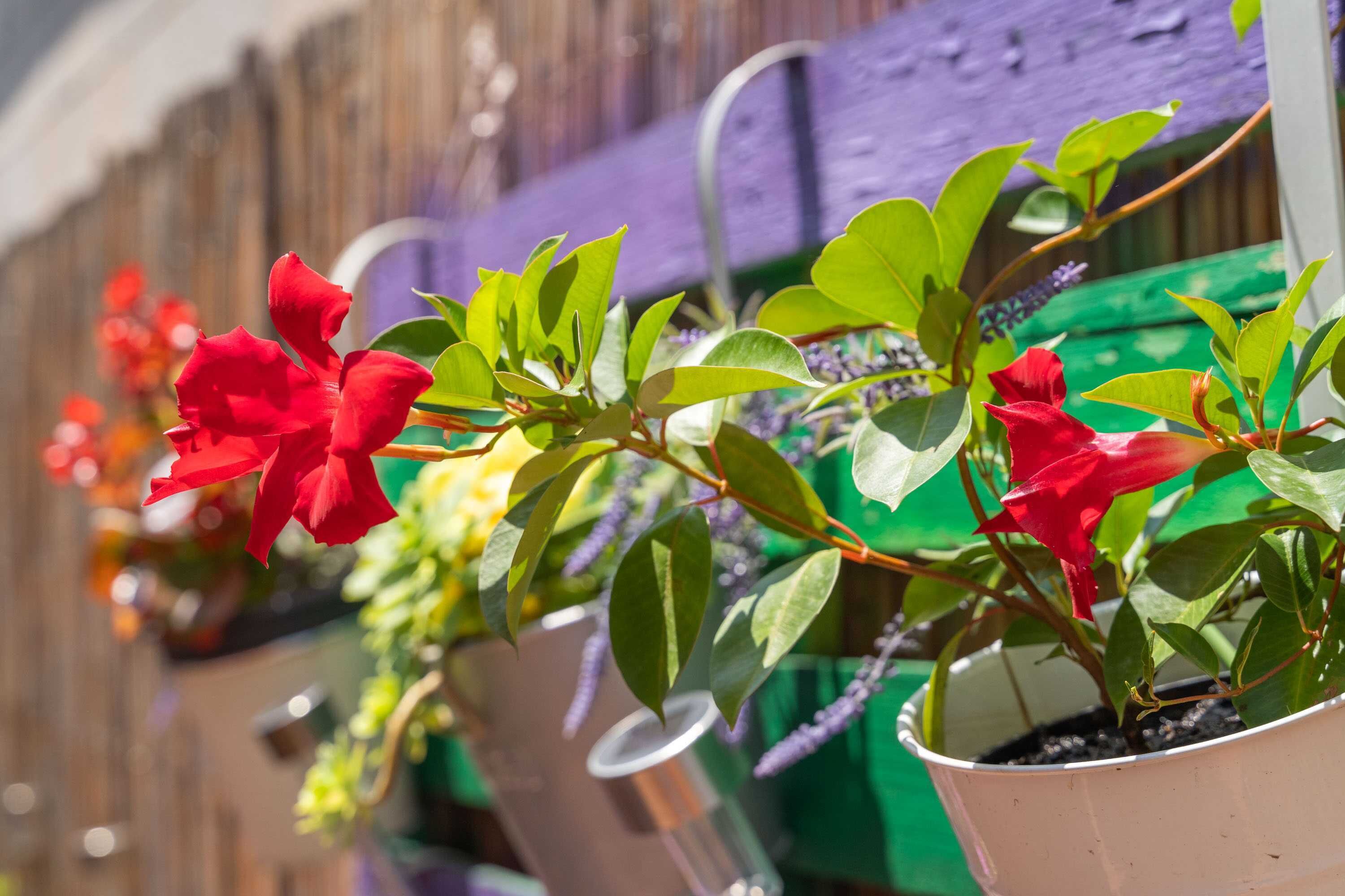 Una planta en maceta con flores rojas y hojas verdes.