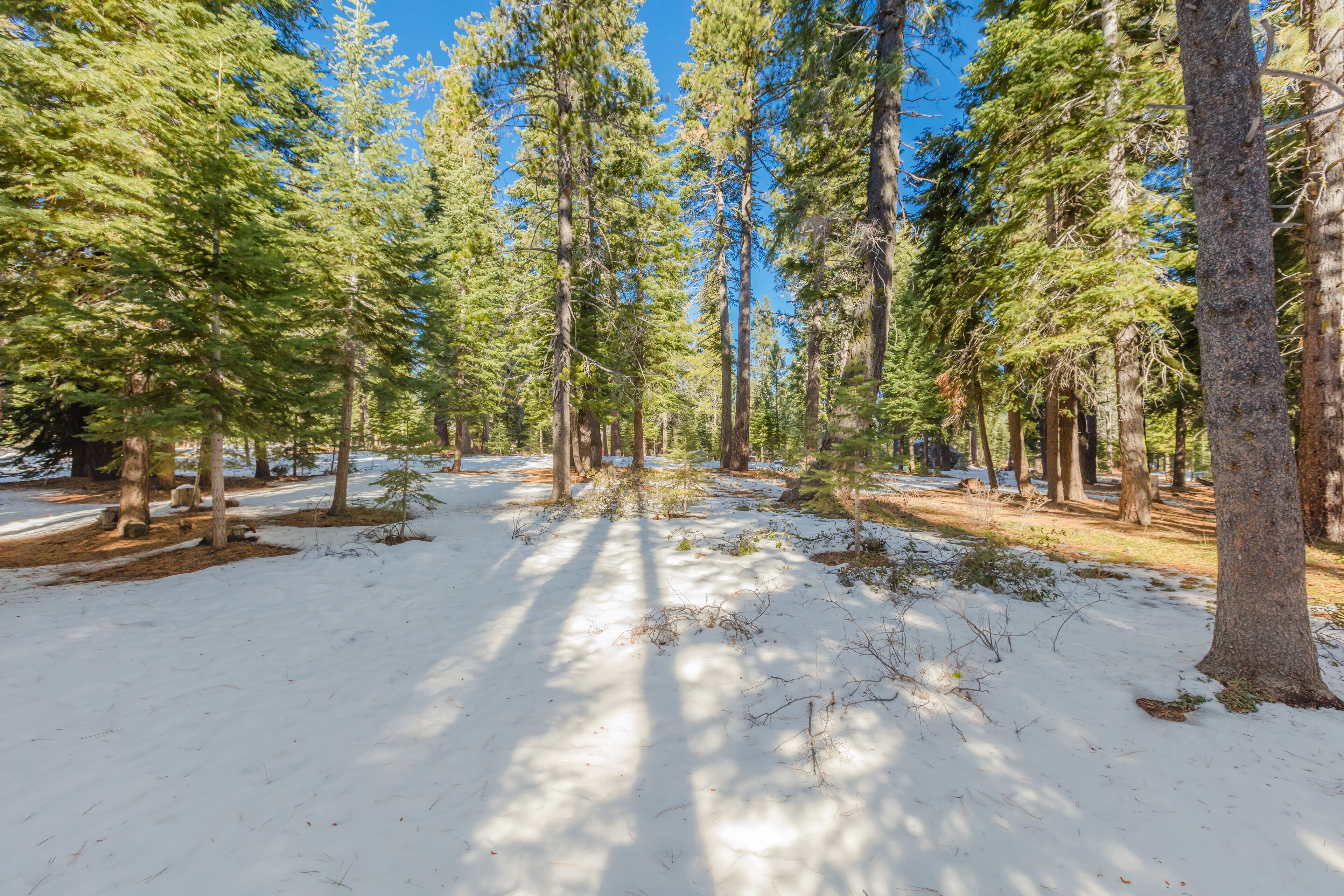 Une forêt avec de grands arbres et de la neige au sol.