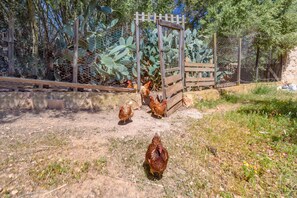 Property grounds - Finca "Son Antem" with Private Pool, Garden, Terrace and Wi-Fi (Llucmajor)