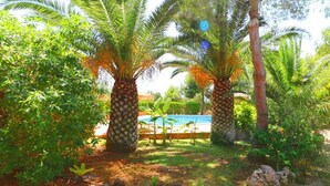 Un jardin avec des palmiers, un sentier et une piscine.