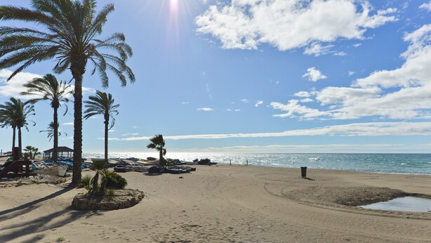 Una playa con palmeras, cielo despejado y el océano al fondo.