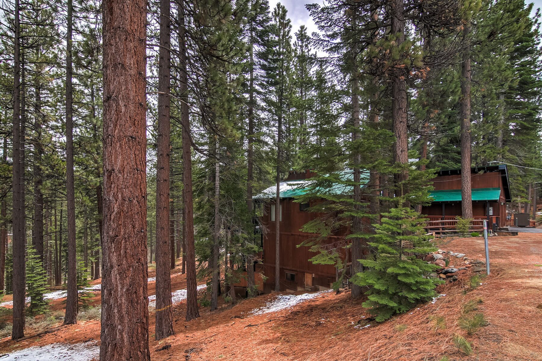 A cabin surrounded by tall pine trees with a dirt path leading to it.
