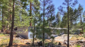 A forested area with several tall pine trees, a small building, and scattered logs and pine cones on the ground.