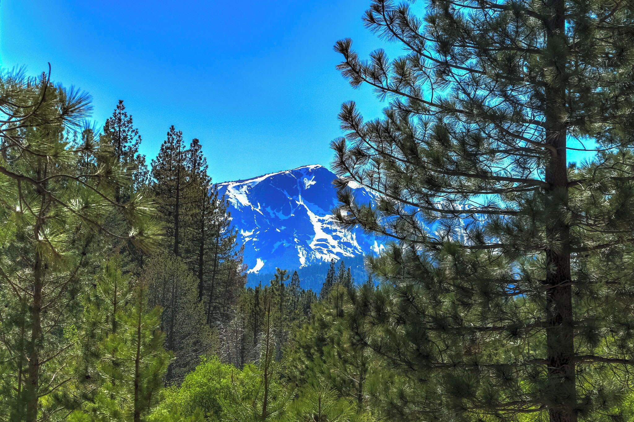 A mountain with snow-capped peaks, surrounded by dense pine trees.
