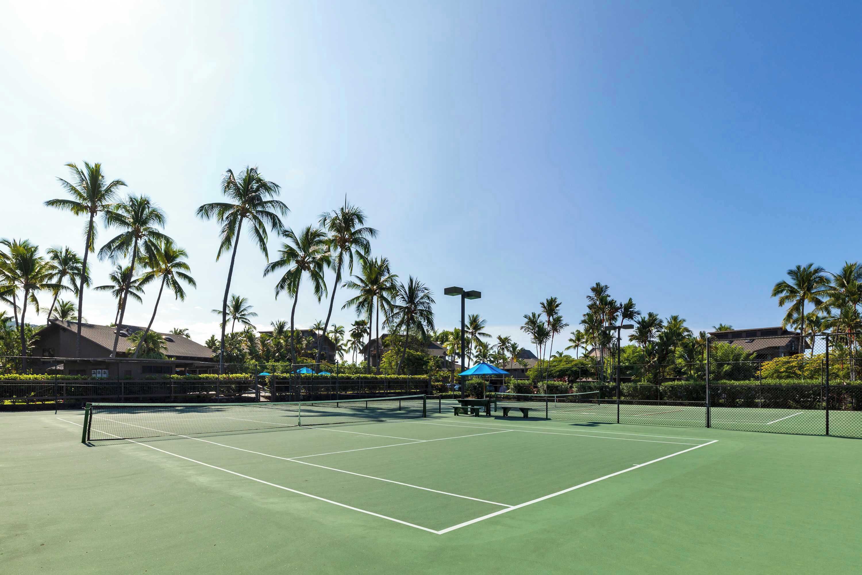 A tennis court with a net, surrounded by palm trees and a fence.