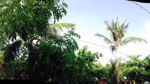 Una calle bordeada de exuberante vegetación y una alta palmera.