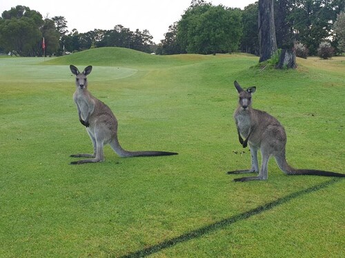 Golf course access, 10 mins to famous Hymans beach