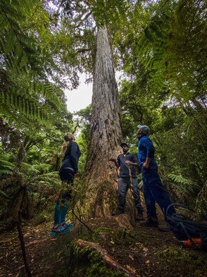 A group of people in a forested area with a large tree trunk, surrounded by ferns and undergrowth.