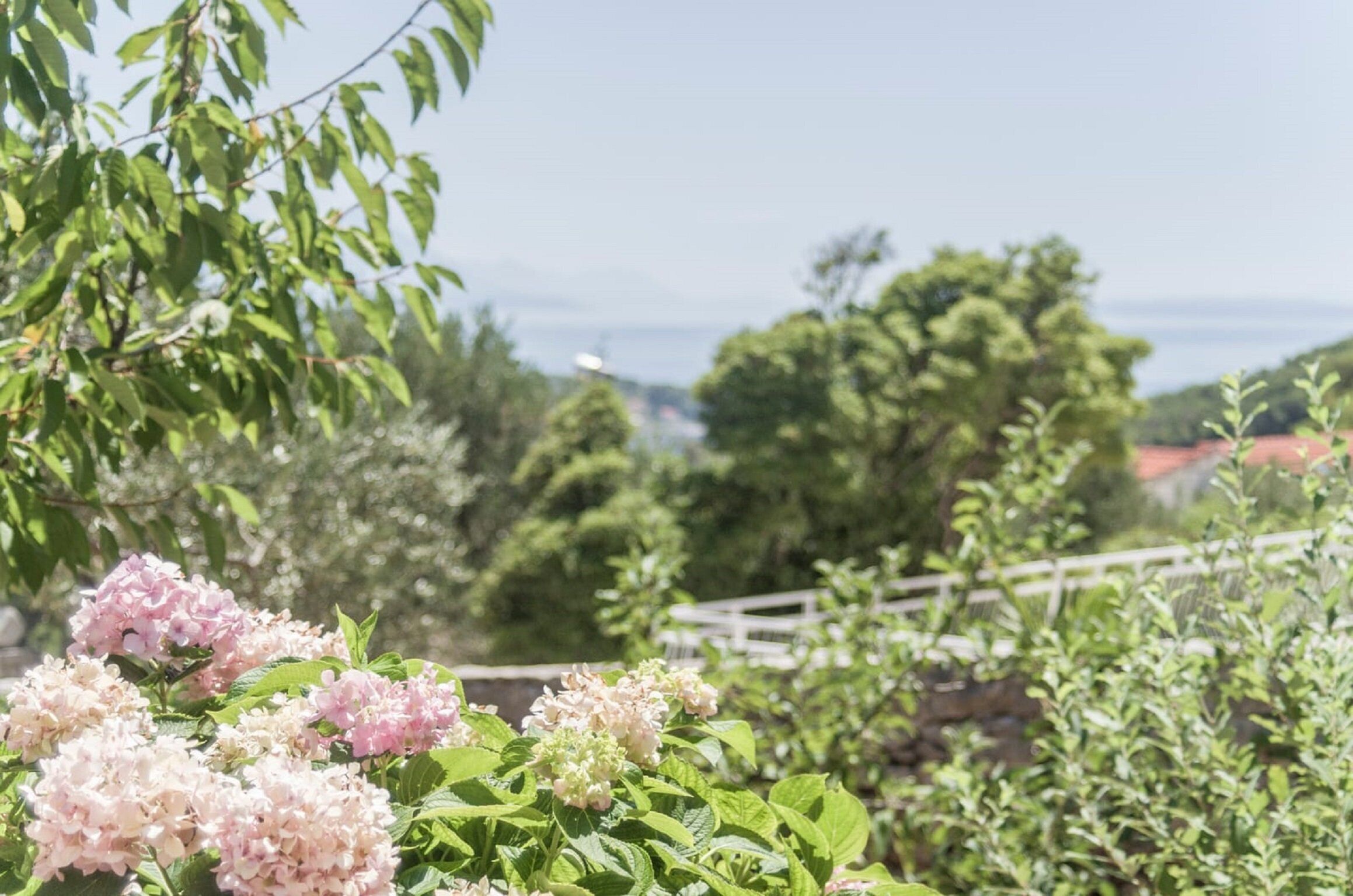 A garden with pink hydrangea flowers, green foliage, and a white fence.