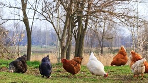 Un groupe de poules dans un champ herbeux, avec des arbres en arrière-plan.