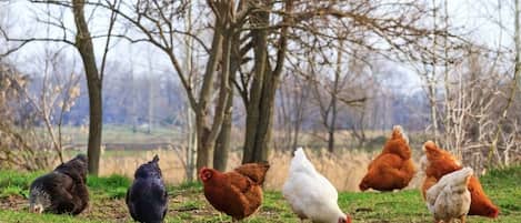 A group of chickens in a grassy field with trees in the background.