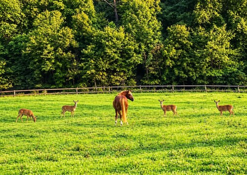 The Meadow Lodge- Cozy 3BR Farm Barndo with Fire Pit and nearby Wedding Venues 