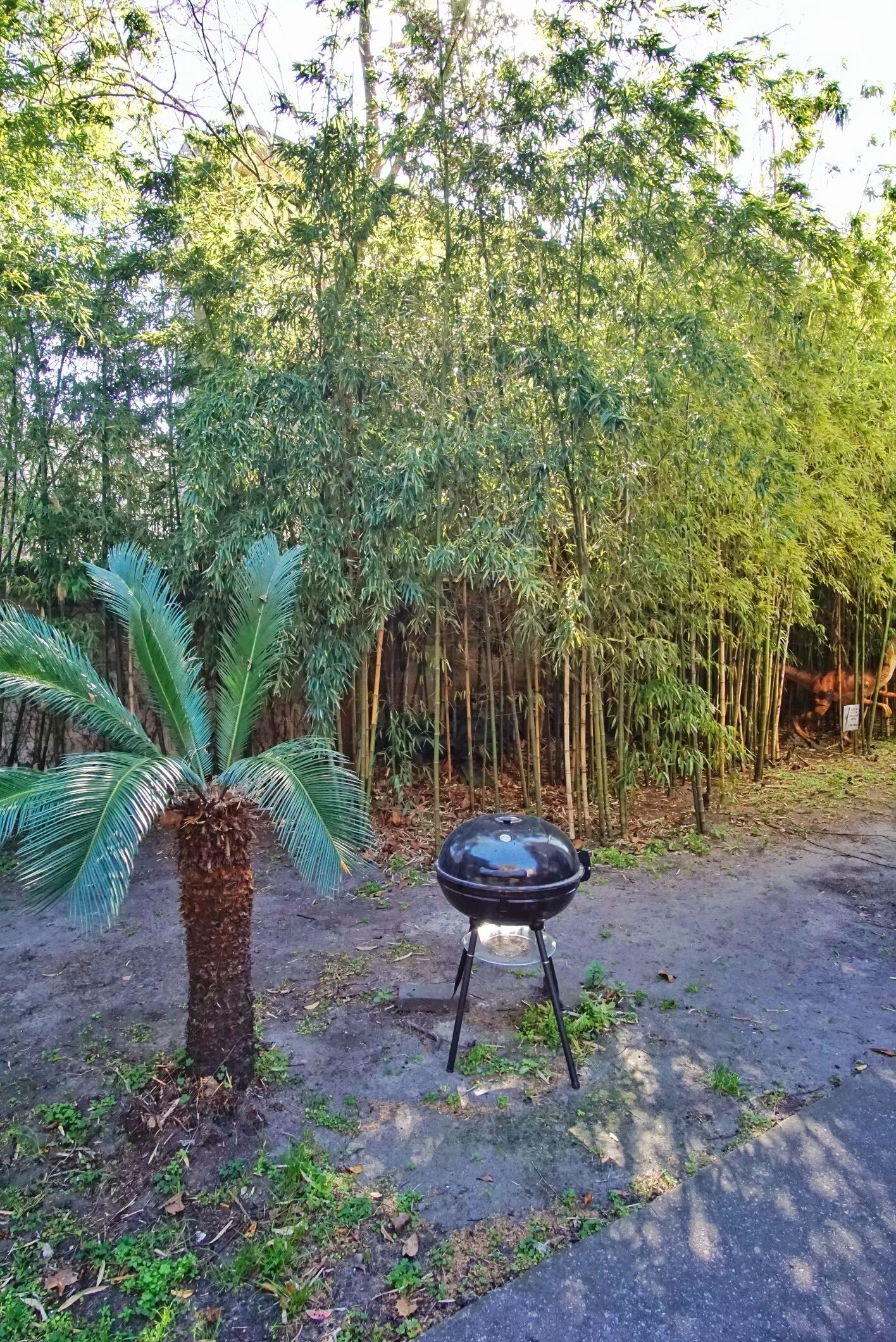 Un sentier de terre, avec un palmier et un barbecue.