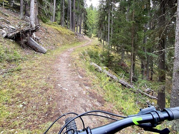 A forest trail with a bicycle path.