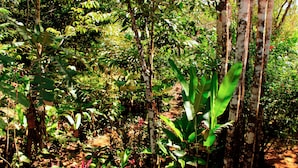 A dense forest with various green plants and trees.